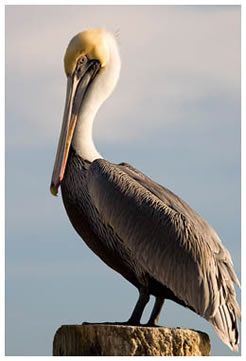 Brown Pellican at Port Oconner Texas