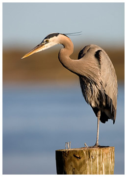 Great Blue Heron