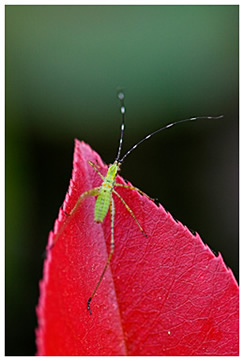 Grasshopper on Red Victoria Texas